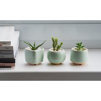 Grün Minze Kleiner Übertopf S Set Aus 3 Keramik Für Sukkulenten Kaktus Hochzeit Gastgeschenk Geschenk Plantlady Töpfe von MiniPlantPot