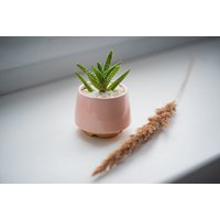 Kone Sukkulenten Topf // Größe M Kleiner Rosa Übertopf Keramik Kaktus von MiniPlantPot