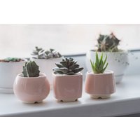 Trio Hellrosa Sukkulenten Übertopf, 3Er Set, Rosa Pflanzentopf von MiniPlantPot