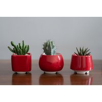 Trio Roter Sukkulenten Übertopf, Set Von 3 Töpfen, Muttertag Pflanze Geschenk von MiniPlantPot