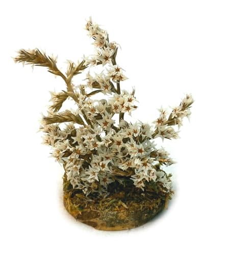 Strauch mit weißen Blüten 6,5-8 cm. Naturmaterial Pflanze für Weihnachtskrippen Strauch mit weißen Blüten 6,5-8 cm. Naturmaterial Pflanze für Weihnachtskrippen von Miniaturenbau-Lewen