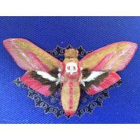 Magnet-Deco-Schmetterling Für Facilties, Harz "Sphinx Am Kopf Des Todes" Handbemalt Magnet-Deco-Schmetterling Für Facilties, Harz "Sphinx Am Kopf Des Todes" Handbemalt von MinibrandAtelier