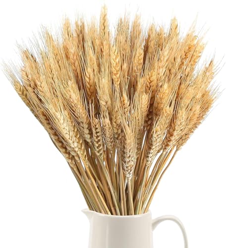 Minnhua 100pcs Getrocknete Blumen Weizen Natürliche Trockenblumen Deko Getrocknete Weizen Blumen für Hochzeit Mittelstücke Zuhause Balkon Party Tisch Vase Weihnachten Deko 40cm von Minnhua