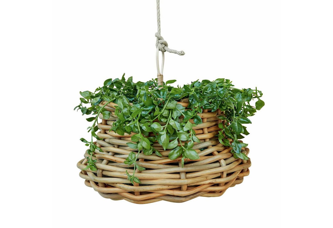 Mirabeau Übertopf Hängekorb Villaz braun Mirabeau Übertopf Hängekorb Villaz braun von Mirabeau