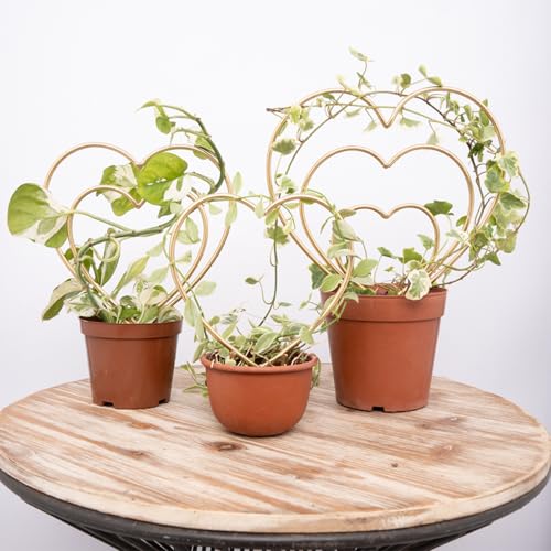 Mirthdino Zimmerpflanzen-Rankhilfe 3er Set - Mini Gold Herzförmige Rahmen für Kletterpflanzen Hoya, Efeu und Pothos - Kleine Topfpflanzenstütze für Innen und Außen Mirthdino Zimmerpflanzen-Rankhilfe 3er Set - Mini Gold Herzförmige Rahmen für Kletterpflanzen Hoya, Efeu und Pothos - Kleine Topfpflanzenstütze für Innen und Außen von Mirthdino