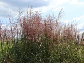 Chinaschilf  'Ferner Osten', Miscanthus sinensis 'Ferner Osten', Containerware XXL von Miscanthus sinensis 'Ferner Osten'
