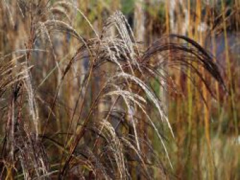Chinaschilf 'Kleine Silberspinne', Miscanthus sinensis 'Kleine Silberspinne', Containerware von Miscanthus sinensis 'Kleine Silberspinne'