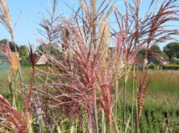 Chinaschilf 'Malepartus', Miscanthus sinensis 'Malepartus', Containerware von Miscanthus sinensis 'Malepartus'