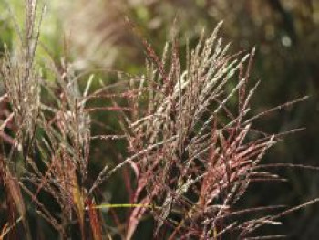 Chinaschilf 'Nippon', Miscanthus sinensis 'Nippon', Topfware von Miscanthus sinensis 'Nippon'