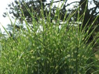 Stachelschweingras / Zebraschilf 'Strictus', Miscanthus sinensis 'Strictus', Containerware XXL von Miscanthus sinensis 'Strictus'