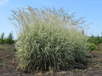 Weißgestreifter Chinaschilf 'Variegatus', Miscanthus sinensis 'Variegatus', Containerware von Miscanthus sinensis 'Variegatus'