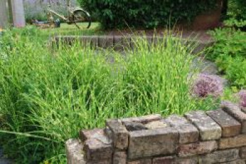 Überhängendes Zebra Chinaschilf 'Zebrinus', Miscanthus sinensis 'Zebrinus', Containerware von Miscanthus sinensis 'Zebrinus'
