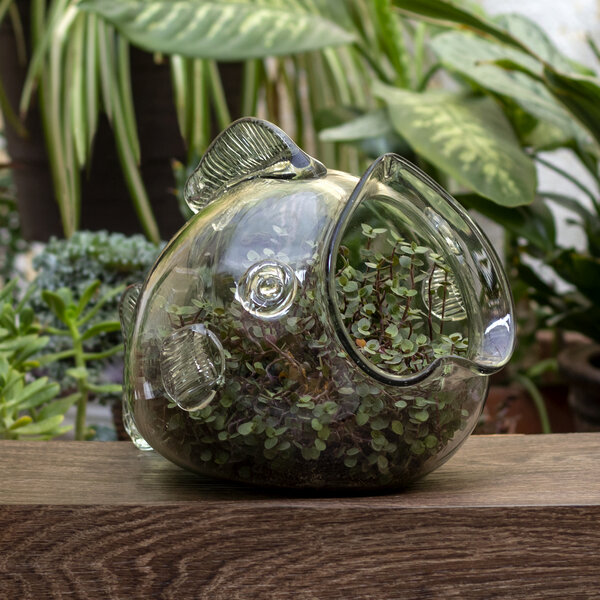 Mitienda Shop Blumentopf Fisch, Terrarium von Mitienda Shop