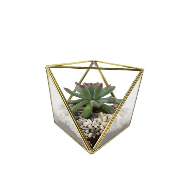 Mitienda Shop Geometrisches Terrarium aus Glas für Sukkulenten von Mitienda Shop