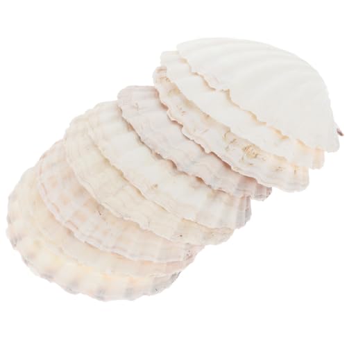 Mobestech 10 Stück Großmuschelschale Essschale Hülse Muschelverzierung Muscheln selber basteln Schalenplatte gehäuse gegrillte Muscheln Zierschalen für Aquarien Weiß Mobestech 10 Stück Großmuschelschale Essschale Hülse Muschelverzierung Muscheln selber basteln Schalenplatte gehäuse gegrillte Muscheln Zierschalen für Aquarien Weiß von Mobestech