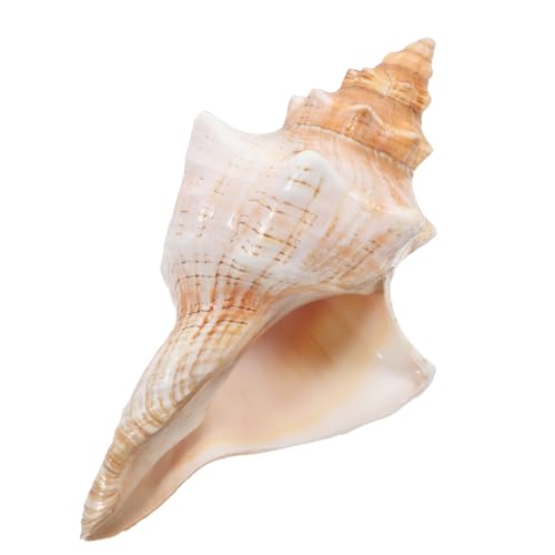 Mobestech Muschelschale garnieren Muschelschalen Muscheln groß Muschelhöhle Shell-Anzeige Muschelhorn Ozeandekor Dekorationen für Aquarien Shell nach Hause Muschelzubehör von Mobestech