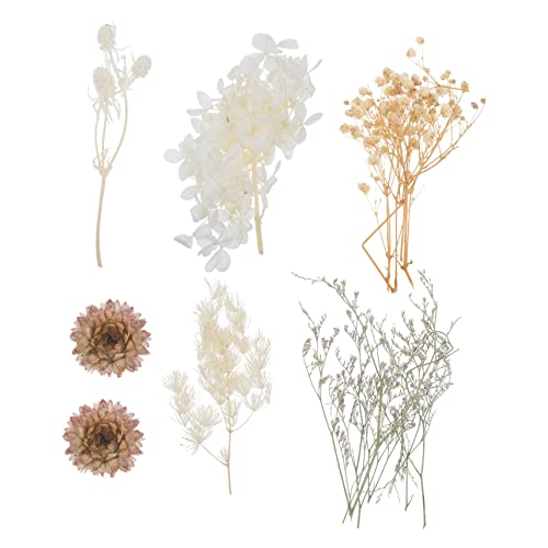 Mobestech Natürliche Getrocknete Blumen Echte Gepresste Trockenblumen für DIY Basteln Harz Schmuck Kerzen und Seifendekoration Langlebig Romantisch für Kreative Handarbeit und Mobestech Natürliche Getrocknete Blumen Echte Gepresste Trockenblumen für DIY Basteln Harz Schmuck Kerzen und Seifendekoration Langlebig Romantisch für Kreative Handarbeit und von Mobestech
