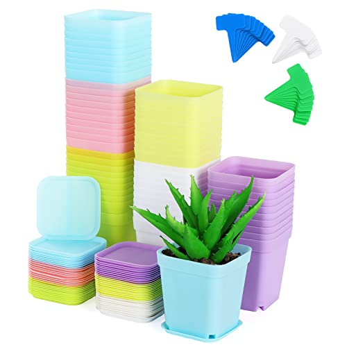 Moendergo 60 PCS 2,6 "Pflanze Baumschule Töpfe Kunststoff Platz Pflanze Sämling Topf Pflanzer Baumschule Transplant Topf Container mit Platten und Pflanzenetiketten (Farbe mischen) von Moendergo
