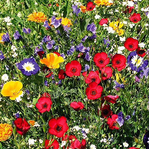 Gärtner Pötschke Blumen-Mischung Original Mössinger Sommer(R) für 6 qm von Mössinger Sommer