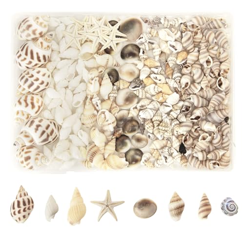 MoguGo 210 Stück Muscheln 8 Arten Muscheln zum Basteln Natürliche Muscheln Deko Muscheln Gemischt Ungebohrt für DIY Kunsthandwerk Handwerk Strand Vase Füllstoffe von MoguGo