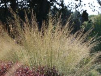 Riesen Pfeifengras 'Transparent', Molinia arundinacea 'Transparent', Containerware von Molinia arundinacea 'Transparent'