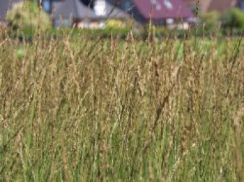Kleines Pfeifengras 'Heidebraut', Molinia caerulea 'Heidebraut', Containerware Kleines Pfeifengras 'Heidebraut', Molinia caerulea 'Heidebraut', Containerware von Molinia caerulea 'Heidebraut'