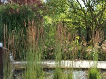 Kleines Pfeifengras 'Moorhexe', Molinia caerulea 'Moorhexe', Containerware von Molinia caerulea 'Moorhexe'