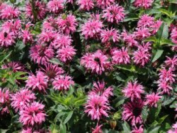 Niedrige Indianernessel 'Balmy Pink', Monarda didyma 'Balmy Pink', Topfware von Monarda didyma 'Balmy Pink'