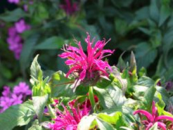 Niedrige Indianernessel 'Balmy Purple', Monarda didyma 'Balmy Purple', Containerware von Monarda didyma 'Balmy Purple'