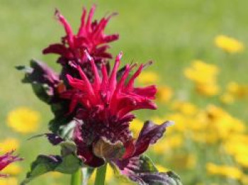 Indianernessel 'Fireball' ®, Monarda didyma 'Fireball' ®, Topfware von Monarda didyma 'Fireball' ®