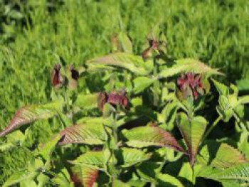 Indianernessel 'Melua Rose', Monarda didyma 'Melua Rose', Containerware von Monarda didyma 'Melua Rose'