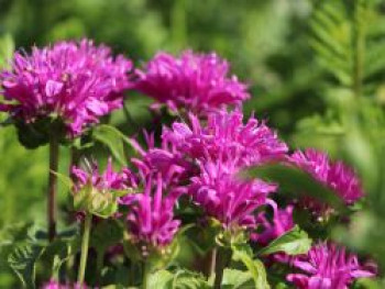 Niedrige Indianernessel 'Petite Delight', Monarda didyma 'Petite Delight', Topfware von Monarda didyma 'Petite Delight'