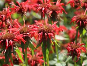 Indianernessel 'Squaw', Monarda didyma 'Squaw', Topfware von Monarda didyma 'Squaw'