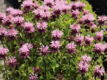 Indianernessel 'Beauty of Cobham', Monarda fistulosa 'Beauty of Cobham', Topfware von Monarda fistulosa 'Beauty of Cobham'