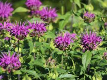Indianernessel 'Blaustrumpf', Monarda fistulosa 'Blaustrumpf', Topfware von Monarda fistulosa 'Blaustrumpf'