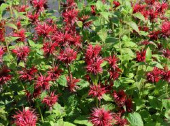 Indianernessel 'Cambridge Scarlet', Monarda fistulosa 'Cambridge Scarlet', Topfware von Monarda fistulosa 'Cambridge Scarlet'