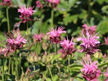 Indianernessel 'Cherokee', Monarda fistulosa 'Cherokee', Topfware von Monarda fistulosa 'Cherokee'
