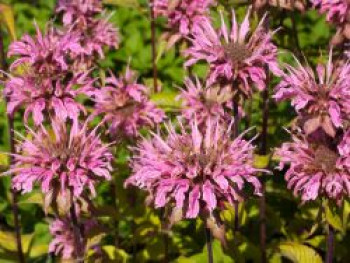 Indianernessel 'Croftway Pink', Monarda fistulosa 'Croftway Pink', Topfware von Monarda fistulosa 'Croftway Pink'