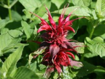 Indianernessel 'Feuerschopf', Monarda fistulosa 'Feuerschopf', Topfware von Monarda fistulosa 'Feuerschopf'