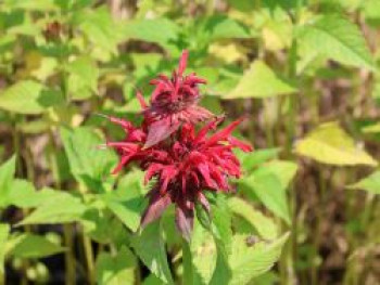 Indianernessel 'Gardenview Scarlet', Monarda fistulosa 'Gardenview Scarlet', Topfware von Monarda fistulosa 'Gardenview Scarlet'