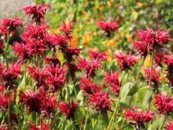 Indianernessel 'Jacob Cline', Monarda fistulosa 'Jacob Cline', Topfware von Monarda fistulosa 'Jacob Cline'