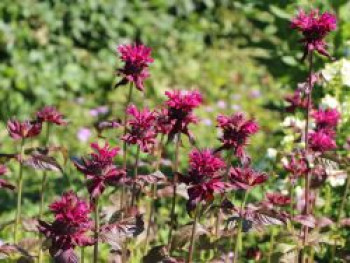 Indianernessel 'Kardinal', Monarda fistulosa 'Kardinal', Topfware von Monarda fistulosa 'Kardinal'
