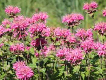 Indianernessel 'Marshall's Delight', Monarda fistulosa 'Marshall's Delight', Topfware von Monarda fistulosa 'Marshall's Delight'