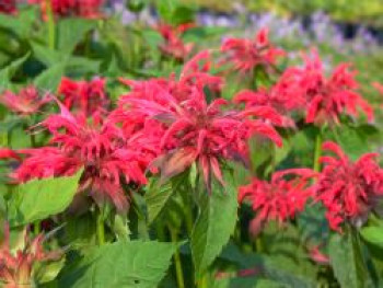 Indianernessel 'Rote Töne', Monarda fistulosa 'Rote Töne', Topfware von Monarda fistulosa 'Rote Töne'