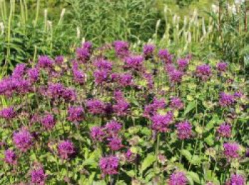 Indianernessel 'Scorpion', Monarda fistulosa 'Scorpion', Topfware von Monarda fistulosa 'Scorpion'