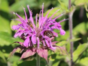 Indianernessel 'Violet Queen', Monarda fistulosa 'Violet Queen', Topfware von Monarda fistulosa 'Violet Queen'