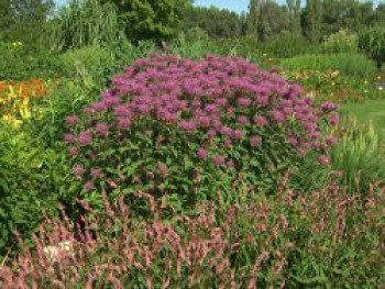 Bergamotte Indianernessel, Monarda fistulosa var. menthifolia, Topfware von Monarda fistulosa var. menthifolia