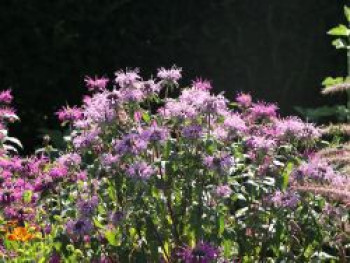 Röhrige Indianernessel, Monarda fistulosa, Topfware von Monarda fistulosa
