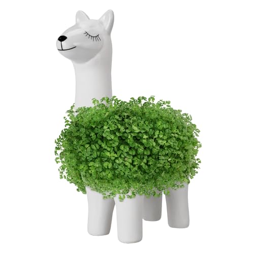 Monsterzeug Lama Pflanztier, Green Lama Anzuchtschale, Chia Samen Anzuchtset, Chia Pflanzset, Lustige Küchenutensilien, Indoor Kräutergarten, Lama Geschenk, Chiasamen Keimschale, Sprossen Planter Monsterzeug Lama Pflanztier, Green Lama Anzuchtschale, Chia Samen Anzuchtset, Chia Pflanzset, Lustige Küchenutensilien, Indoor Kräutergarten, Lama Geschenk, Chiasamen Keimschale, Sprossen Planter von Monsterzeug