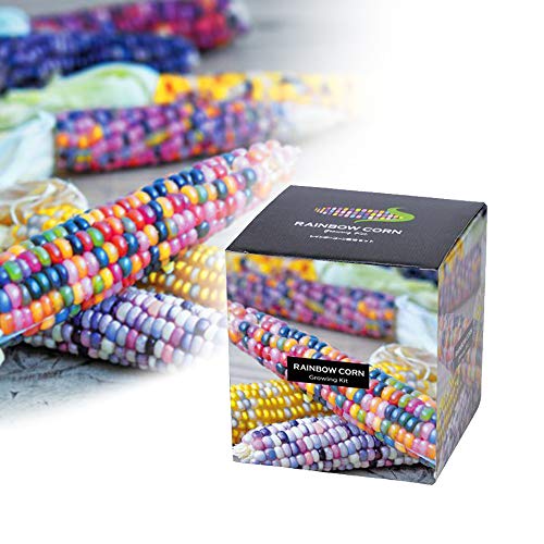 Monsterzeug Regenbogenmais Anzuchtset, Bunter Mais Saatgut, Bunter Maiskolben, Rainbow corn, Maissamen zum Züchten, DIY Zuchtset Monsterzeug Regenbogenmais Anzuchtset, Bunter Mais Saatgut, Bunter Maiskolben, Rainbow corn, Maissamen zum Züchten, DIY Zuchtset von Monsterzeug